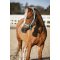 HorseGuard Malva Grime - Aruba Blue