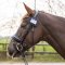 QHP Shine Stvnenummer - Flere Farver 