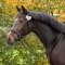 QHP Heart Stvnenummer - Flere Farver 