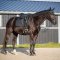 QHP Glitter Webt�jler - Sort 