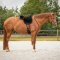 QHP Super Soft Bareback Pad - Sort 