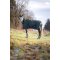 HorseGuard Lynn 400 Gram Dkken - Darkest Spruce 