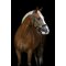 HorseGuard Diya 2.0 Grime - Ponderosa Pine