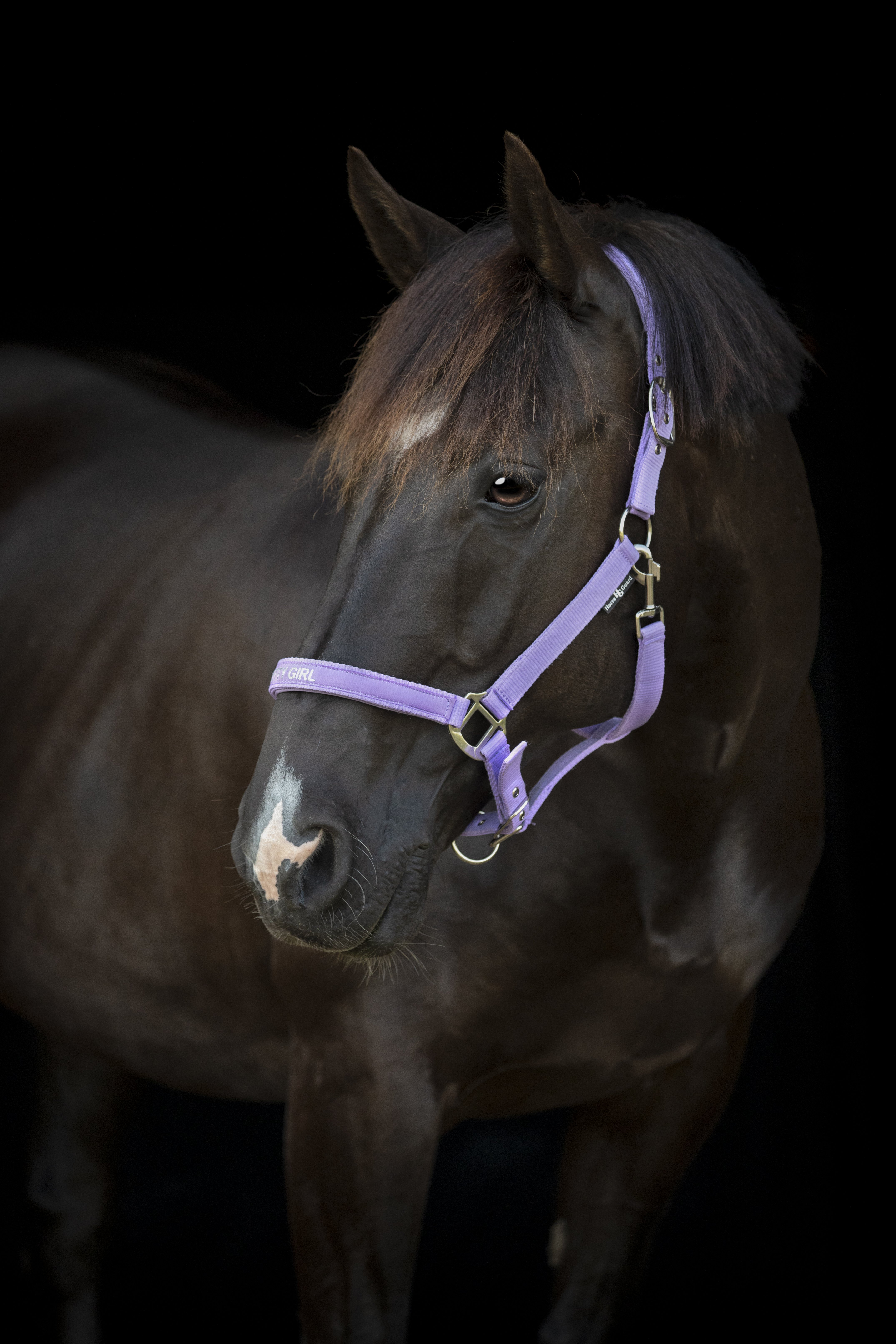 HorseGuard Malva Grime - Lavender 