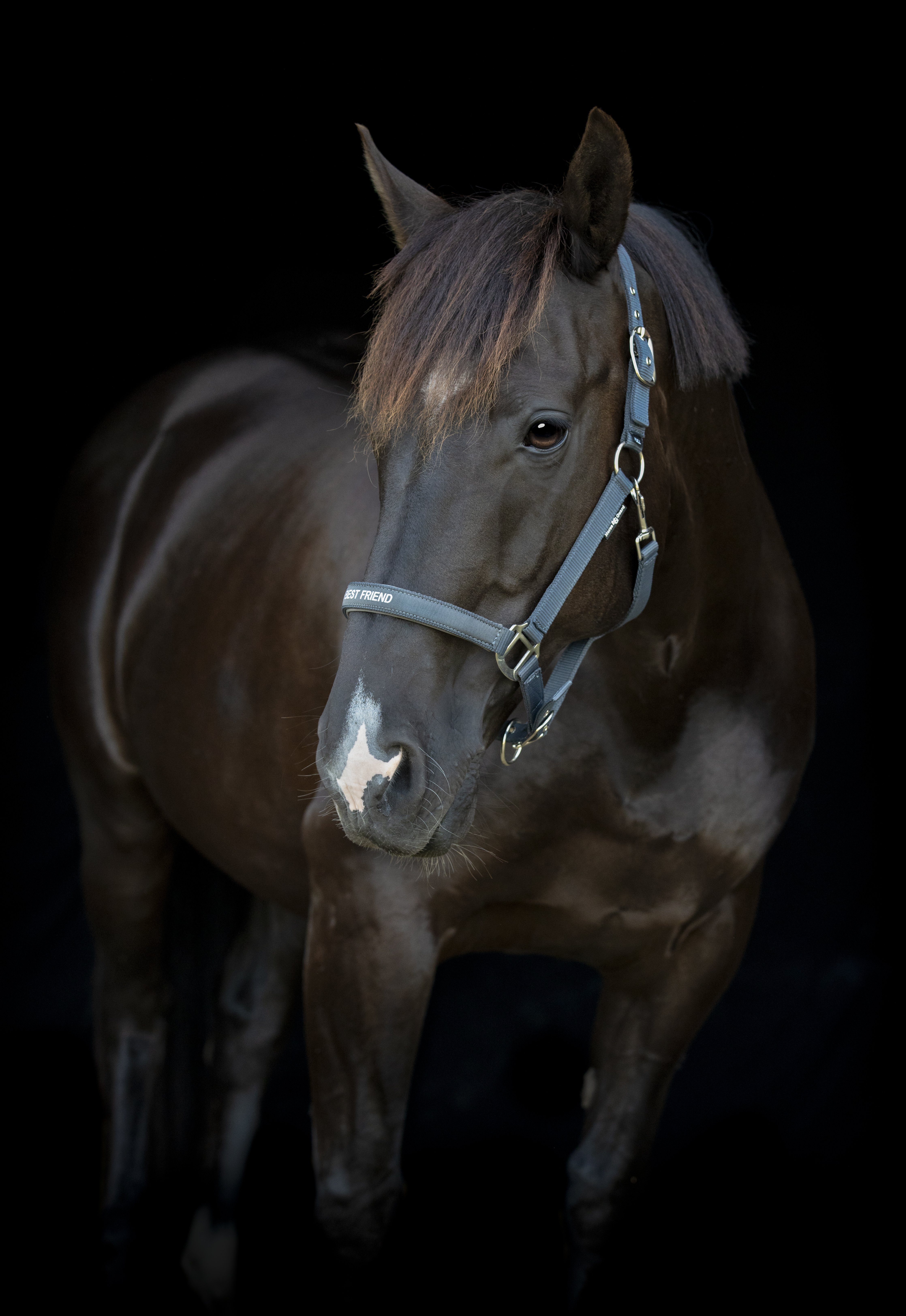 HorseGuard Malva Grime - Asphalt 