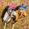 QHP Hobby Horse Hut - Flere Farver