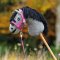 QHP Hobby Horse Isalyn Grimes�t - Balloon Pink 