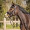 QHP Skye Trense - Sort m. Lak 