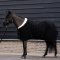 Imperial Riding IRHBandit Showd�kken - Sort 