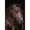 Kllquist Equestrian Lippo Eccelent Trense - Cognac m. Stl 