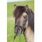 Eques Moon Rock Hannoveransk Nsebnd - Sort m. Sort