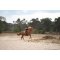 Imperial Riding IRHFree Ride On Pad - Navy 