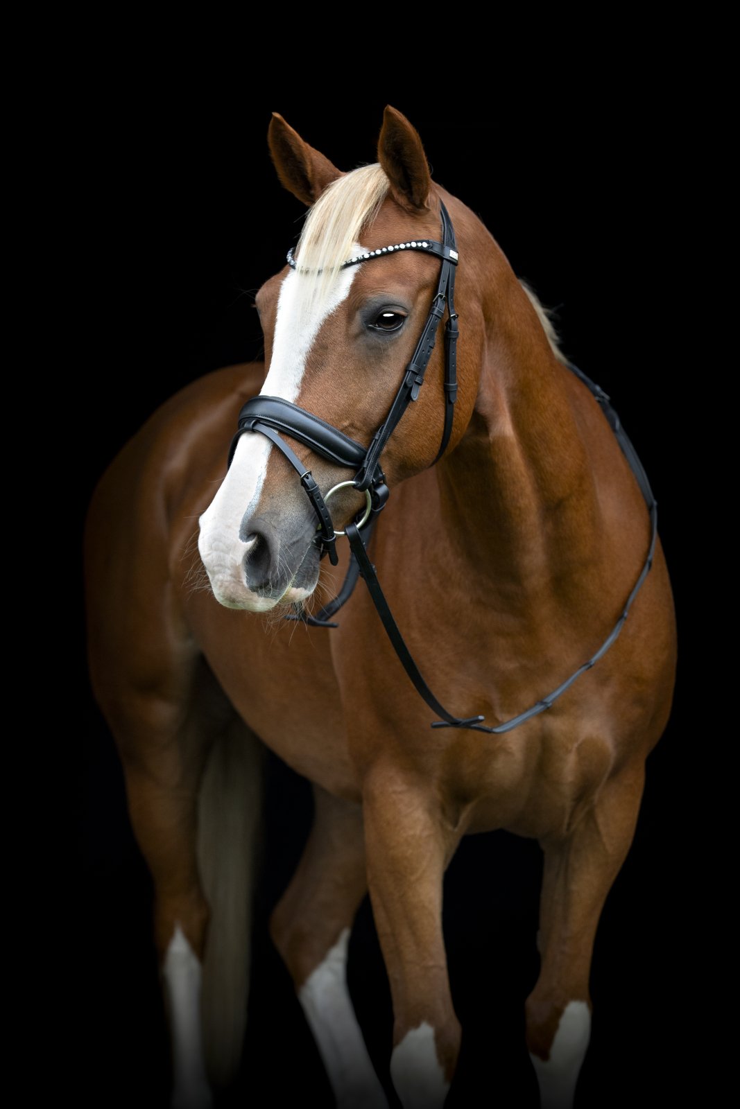 HorseGuard Cryll 25.2 Trense - Sort 
