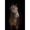 HorseGuard Sandra Grime - Ponderosa Pine 