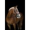 HorseGuard Cryll 25.2 Trense - Sort 