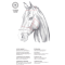 Catago Gentle Bridle K�berem m. Sp�nde - Brun