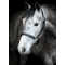 HorseGuard Sabine Ldergrime - Sort 